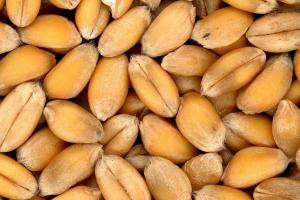 Franța crește estimarea producției de grâu, iar prețurile Matif scad