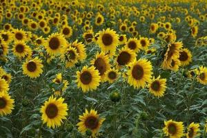 Ucraina va recolta mai puțină floarea-soarelui în 2025