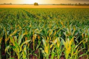 WASDE: Porumbul SUA domină, rapița scade după măsuri antidumping China