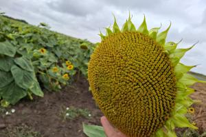 Summer Crop Tour 2025 România – Raportul Național este disponibil