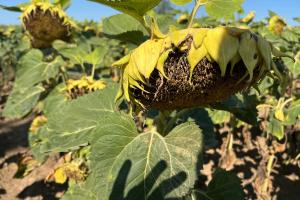 Summer Crop Tour 2025 România – Raportul Național este disponibil