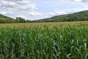 Summer Crop Tour 2025 România – Raportul Național este disponibil