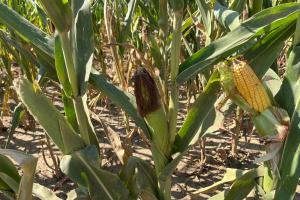 Summer Crop Tour 2025 România – Raportul Național este disponibil