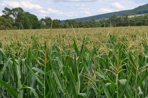 Summer Crop Tour 2025 România – Raportul Național este disponibil