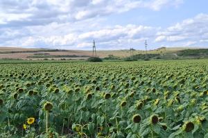 Summer Crop Tour 2025 România – Raportul Național este disponibil