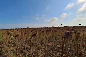 Summer Crop Tour 2025 România – Raportul Național este disponibil