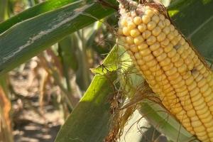 Summer Crop Tour 2025 România – Raportul Național este disponibil
