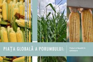 Piața globală a porumbului: prețuri și recoltă în schimbare