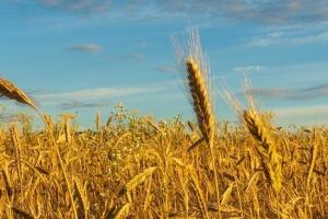 Grâu CME CVB: piața așteaptă scadența din septembrie