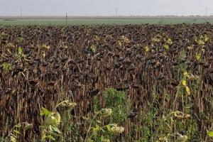 Scad previziunile pentru producția de floarea soarelui din UE