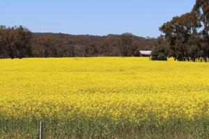 ABARES majorează producția de grâu, orz și canola din Australia