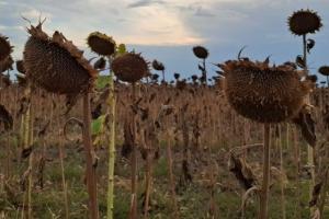 Cu o recoltă slabă, semințele de floarea-soarelui se scumpesc rapid