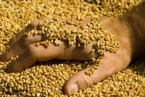 Grâul rusesc acoperă cererea din Orientul Mijlociu și Africa