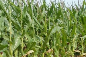 USDA: Bulgaria 2025/26 – Grâu și orz în creștere, porumb în scădere
