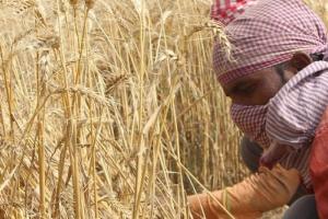 Capcana grâului în Egipt: importuri în scădere, consum în creștere