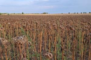 2025 - un an agricol dezechilibrat pentru agricultura României 