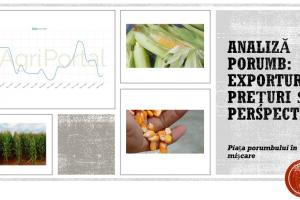 Analiză porumb: exporturi, prețuri și perspective