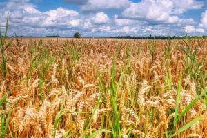 Piața cerealelor între tensiuni geopolitice și producție incertă