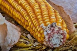 Comisia Europeană scade din nou producția de porumb a României