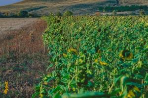 Floarea soarelui în Turcia - afectată de secetă