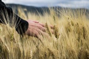Producția globală de cereale crește iar piețele futures rămân fragile