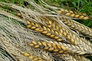 Bunge, singurul ofertant la licitația Iordaniei pentru orz furajer