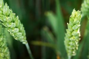 Recolta de grâu din Rusia crește