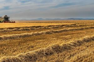 Argentina se pregătește pentru recolte record de grâu și porumb