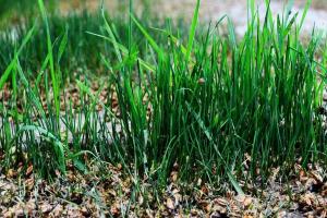 Investiții cheie și provocări neașteptate pentru agricultori