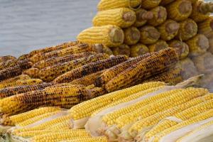 Tendințe globale pe piața porumbului