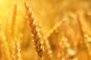 Evoluții mixte pe piețele de cereale și oleaginoase