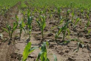 Producția de etanol crește suprafața cultivată cu porumb în Brazilia