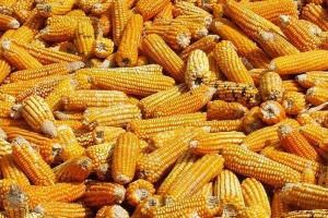 Analiza săptămânală a pieței de porumb - 21 octombrie