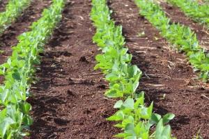 Boabele de soia, cheia războiului comercial între SUA și China