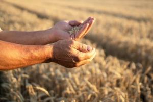 Grâul MATIF este în scădere ușoară înainte de licitația Algeriei