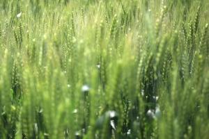 IKAR crește prognoza producției de grâu a Rusiei IKAR crește prognoza producției de grâu a Rusiei