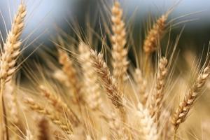 IGC prognozează că piața cerealelor intră într-un nou ciclu de abundență IGC prognozează că piața cerealelor intră într-un nou ciclu de abundență