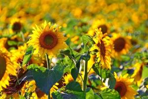 Rusia menține până în 2028 taxele la exportul de floarea soarelui Rusia menține până în 2028 taxele la exportul de floarea soarelui