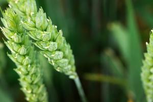 Grâul Euronext revine peste pragul de 193 €/t Grâul Euronext revine peste pragul de 193 €/t