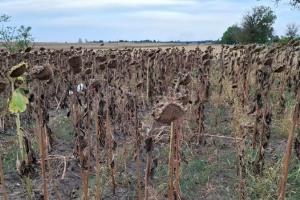 Culturile de vară din România au o producție sub media ultimilor ani