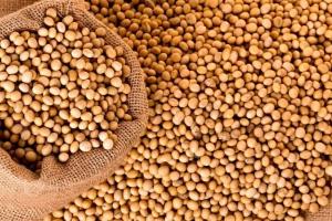 EUDR stârnește neliniște pe piața de soia din Uniunea Europeană EUDR stârnește neliniște pe piața de soia din Uniunea Europeană