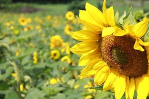 Piața uleiului de floarea-soarelui din Marea Neagră stagnează Piața uleiului de floarea-soarelui din Marea Neagră stagnează