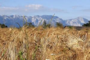 Piața grâului este tensionată după ce Iordania amână achiziția Piața grâului este tensionată după ce Iordania amână achiziția