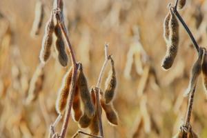 Soia devine simbolul rivalității economice dintre SUA și China Soia devine simbolul rivalității economice dintre SUA și China