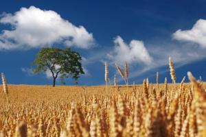 Grâul Euronext atinge maxime, exporturile franceze sub presiune Grâul Euronext atinge maxime, exporturile franceze sub presiune