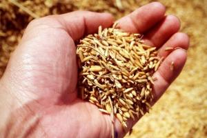 Iordania continuă seria de licitații de orz dar cu rezultate modeste Iordania continuă seria de licitații de orz dar cu rezultate modeste