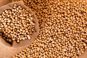 Analiza săptămânală a pieței de semințe oleaginoase Analiza săptămânală a pieței de semințe oleaginoase