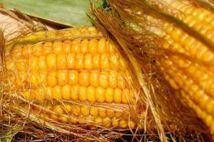 Iranul caută să importe porumb din regiunea Mării Negre