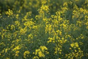 Rapița MATIF este afectată de scăderile la canola și uleiul de palmier