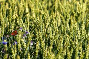 SovEcon majorează prognoza exporturilor de grâu din Rusia